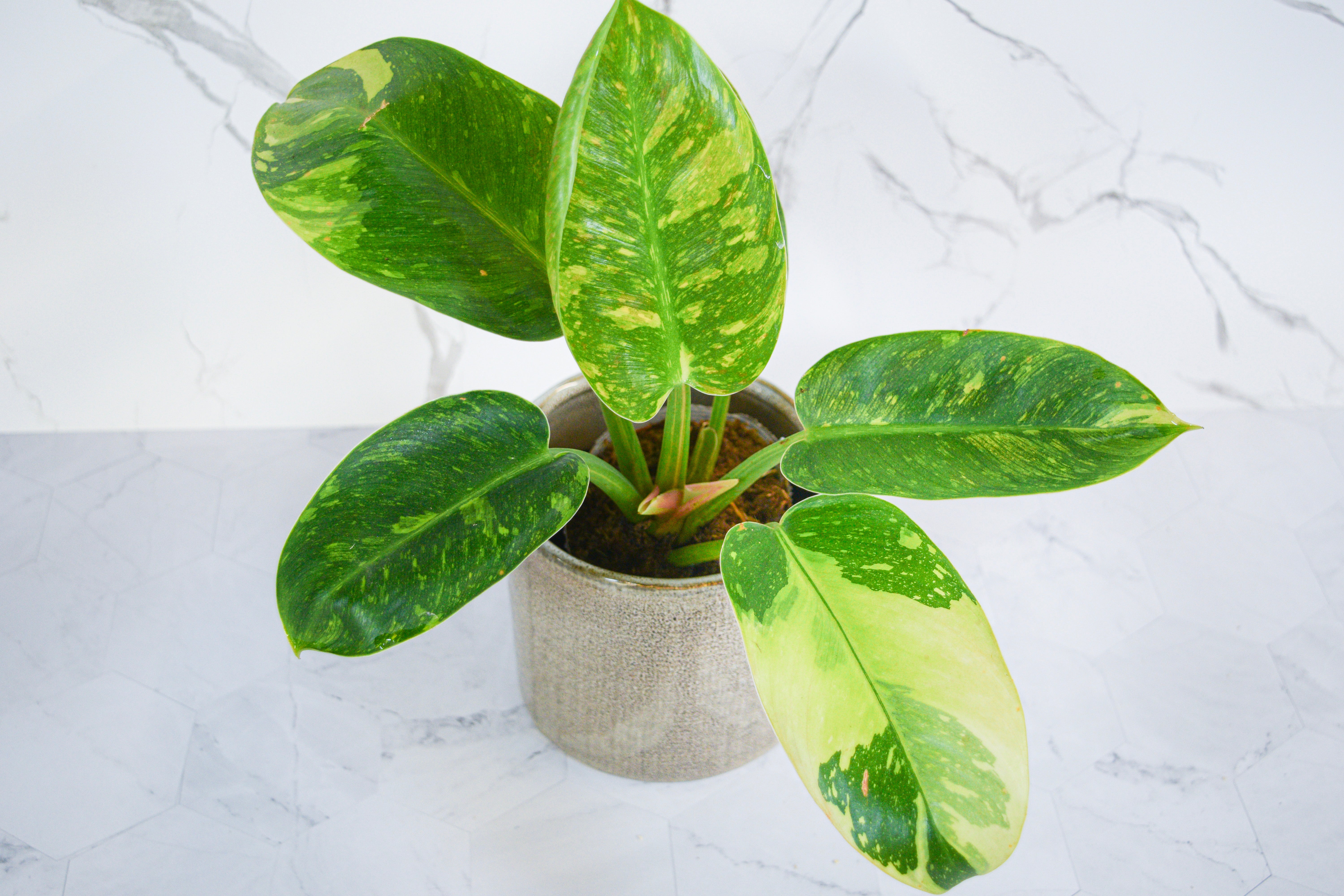 Philodendron – Dandi Plants