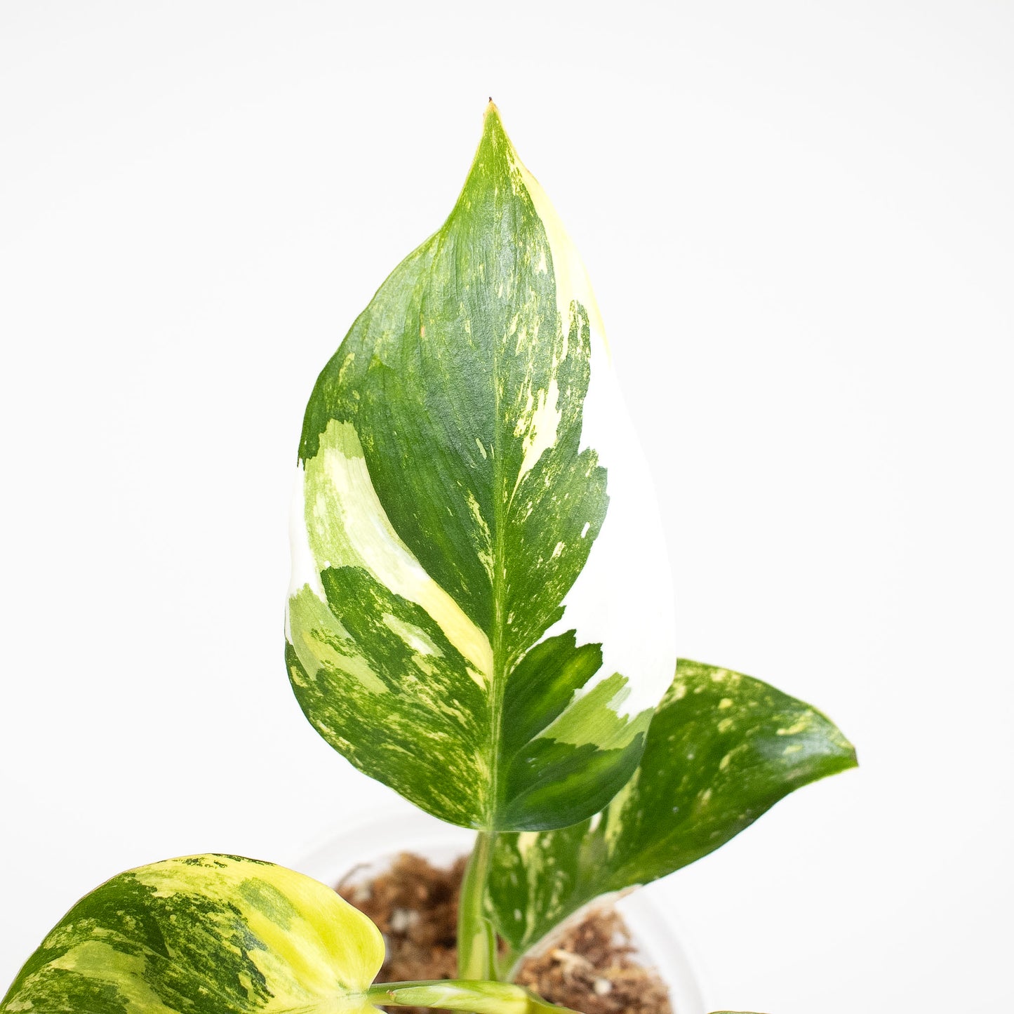 Philodendron White Wizard Tricolor (2619)