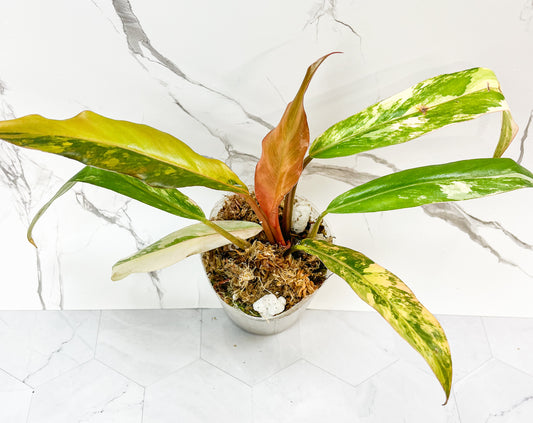 Philodendron Caramel Marble (WS01)