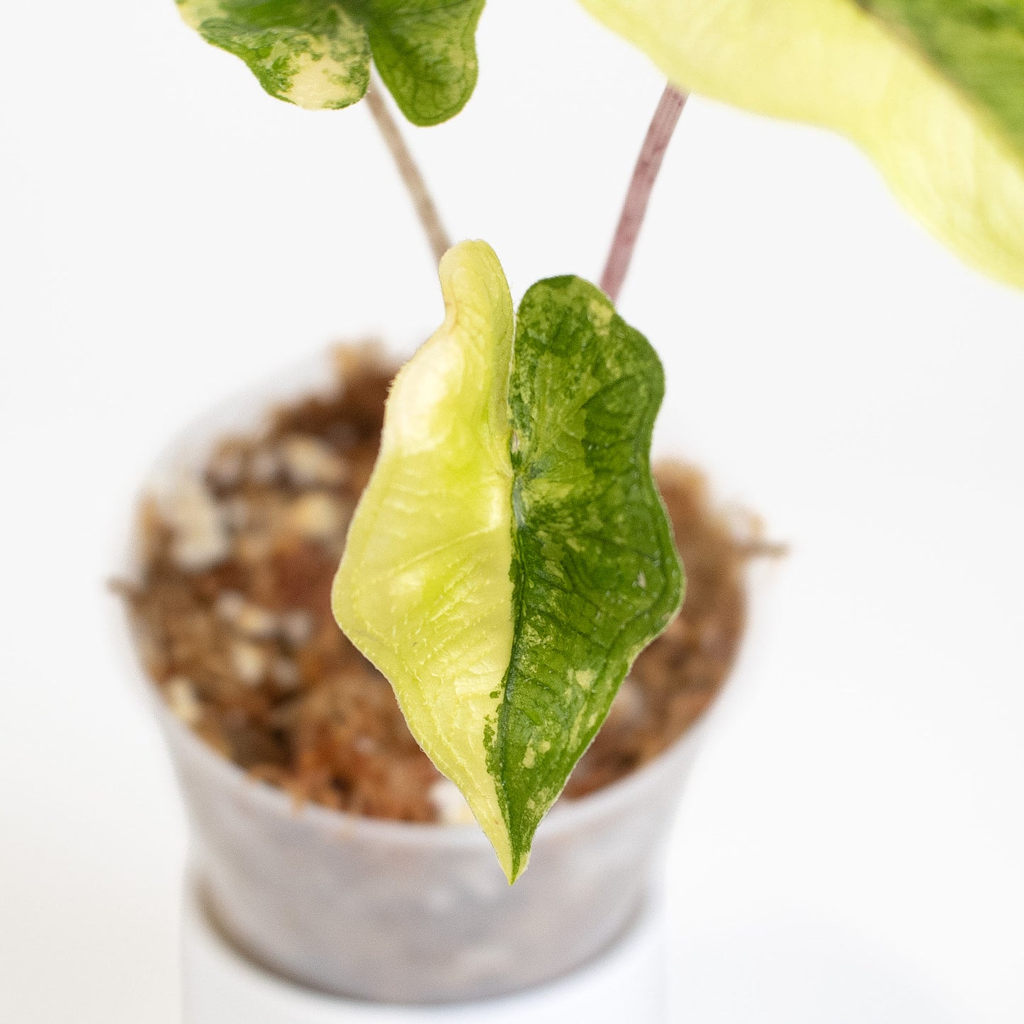 Alocasia Jacklyn "Mystic" Variegated (2608)