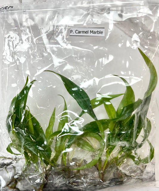 *5 Pack* Tissue Culture- Caramel Marble Pluto (Sellers Choice)