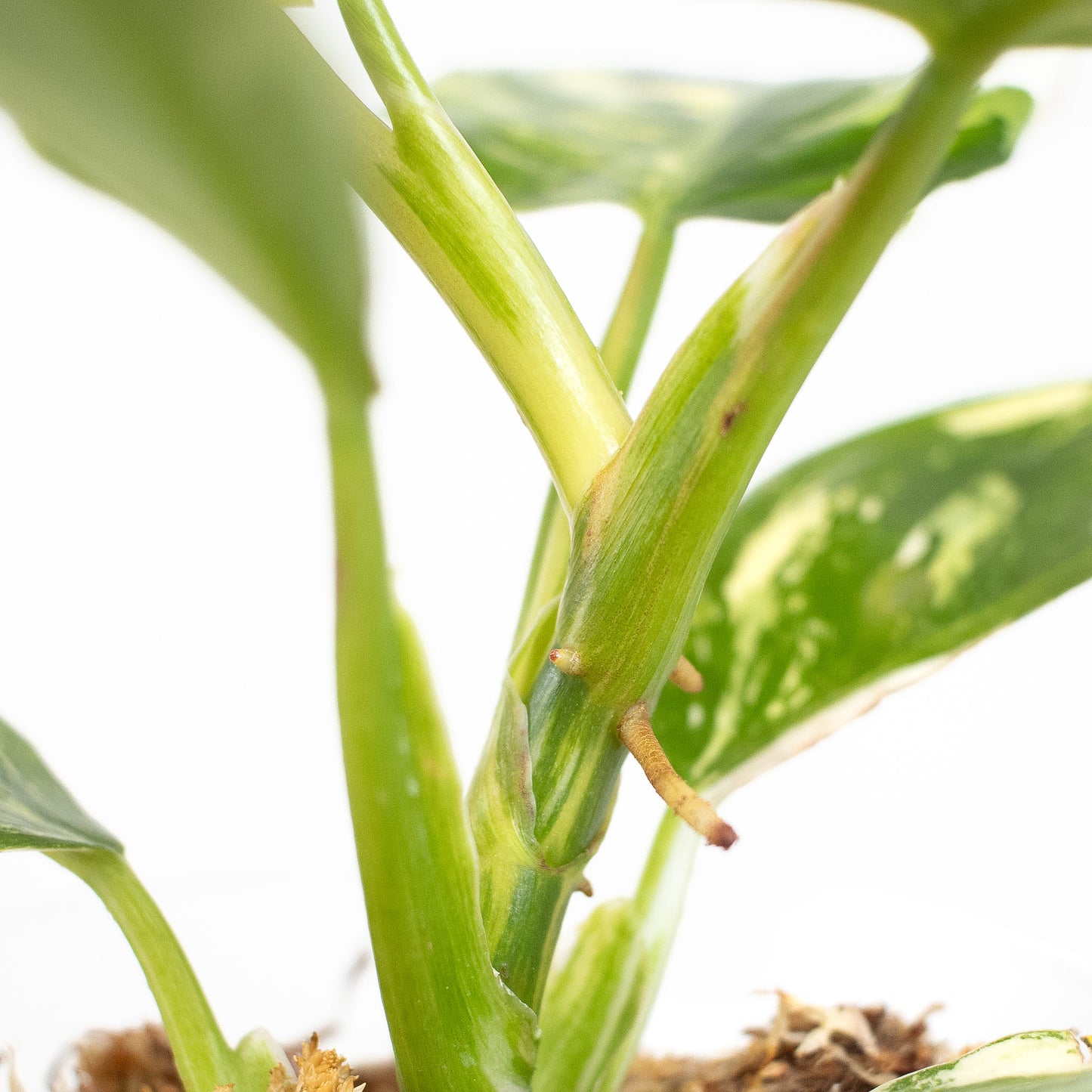 Philodendron White Wizard Tricolor (2619)