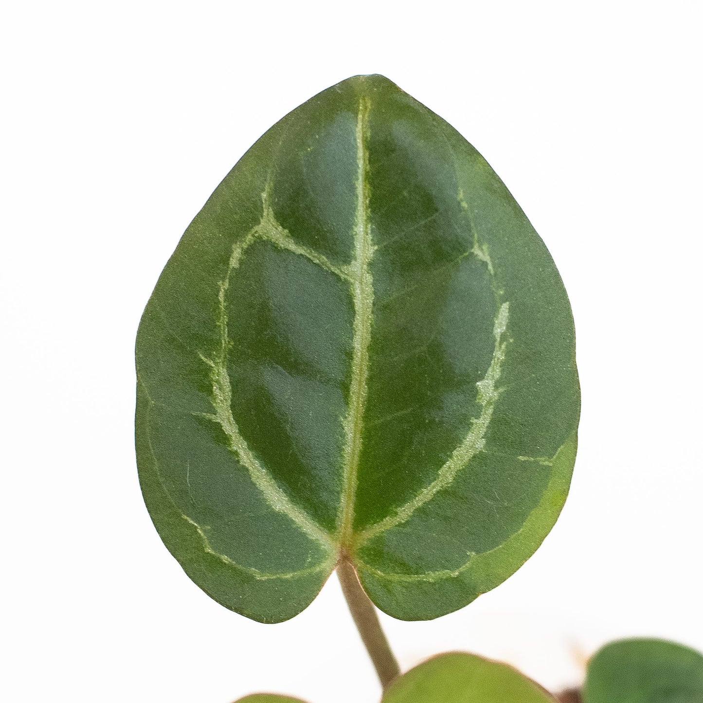 Anthurium (Carla) x (Red Crystallinum Dark Form) (2604)