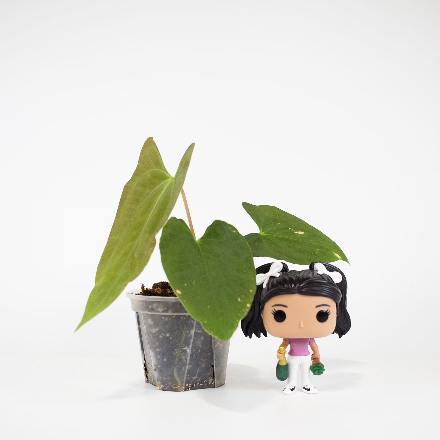 Anthurium Dark Phoenix x Panama (2605)