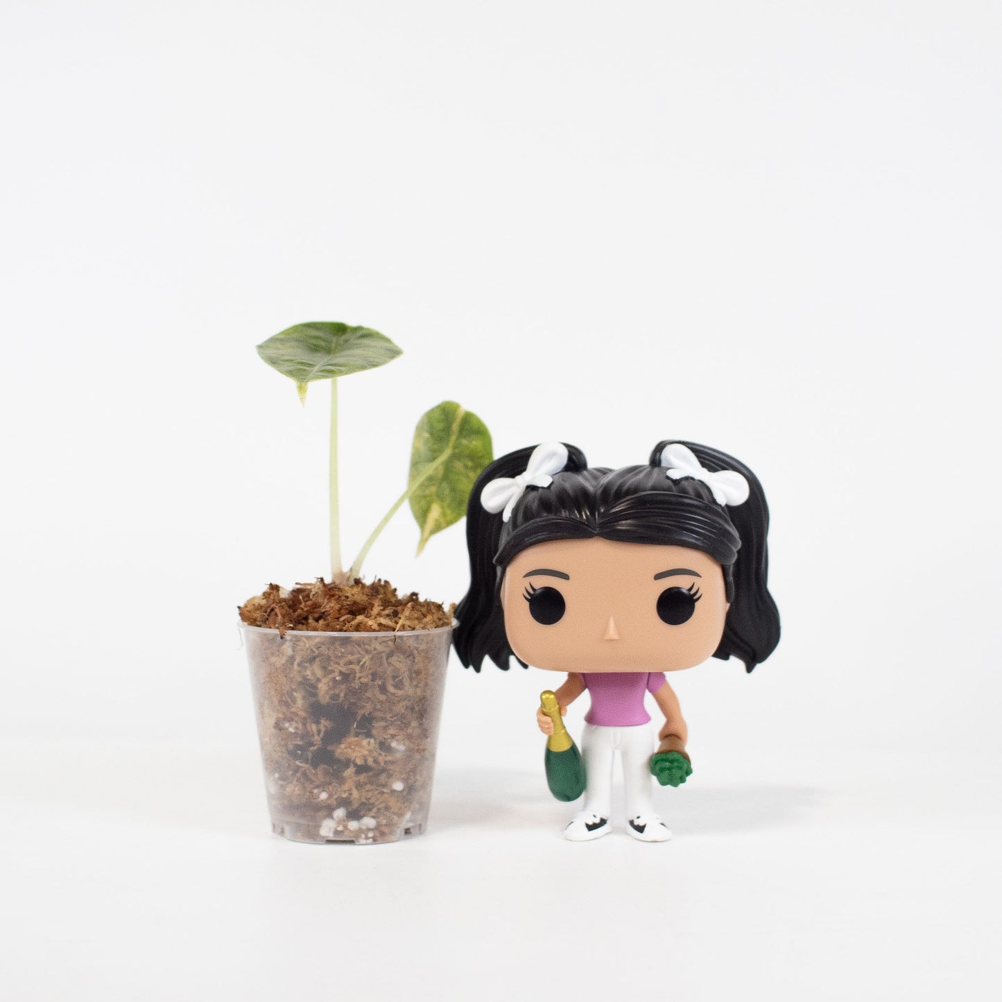 Alocasia Azlanii Aurea (2612)