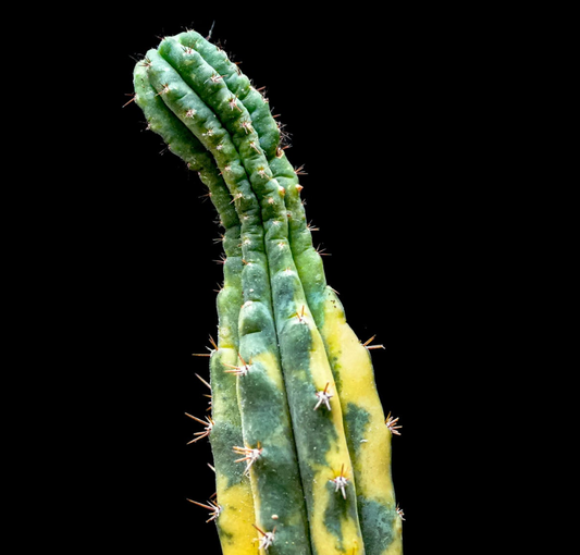 Echinopsis Pachanoi 'San Pedro' Cactus Variegated (SD54 Grower's Choice)