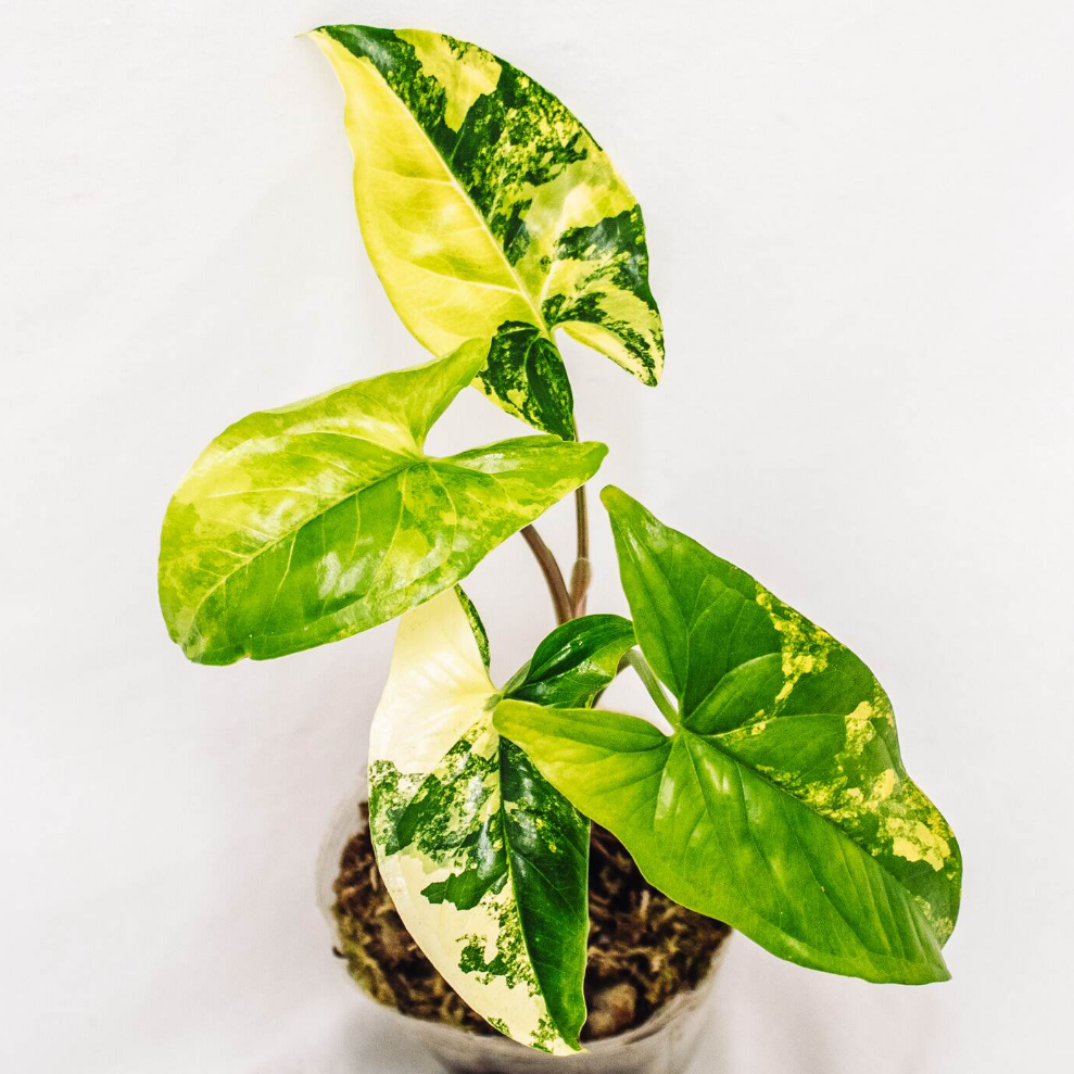 Syngonium Aurea (Grower's Choice)