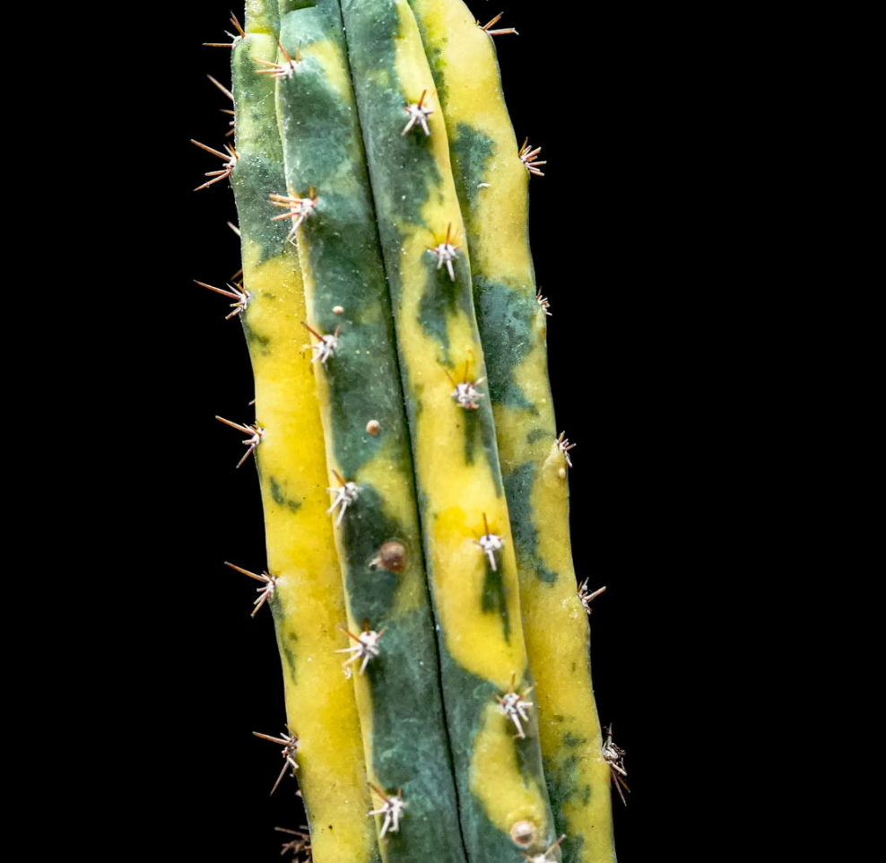 Echinopsis Pachanoi 'San Pedro' Cactus Variegated (SD54 Grower's Choice)