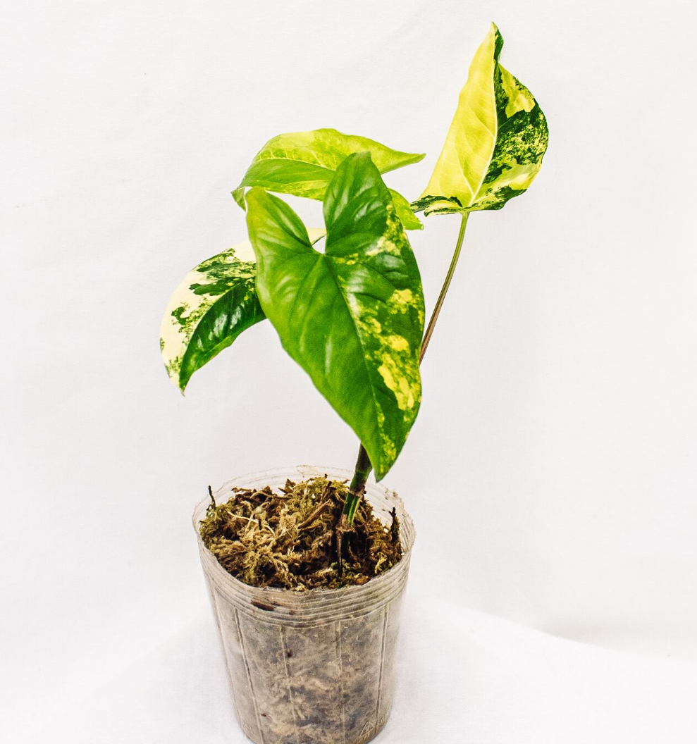 Syngonium Aurea (Grower's Choice)