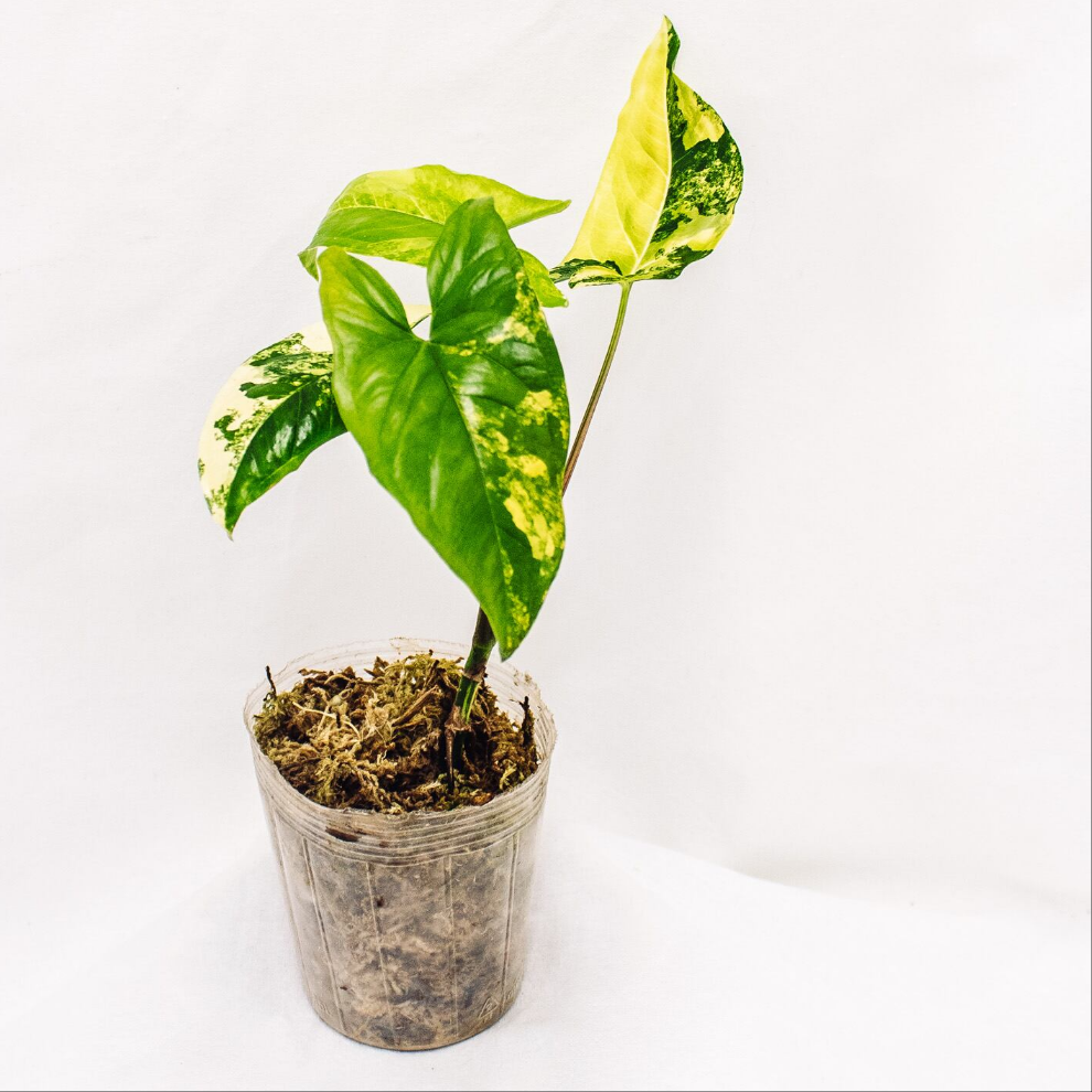 Syngonium Aurea (Grower's Choice)