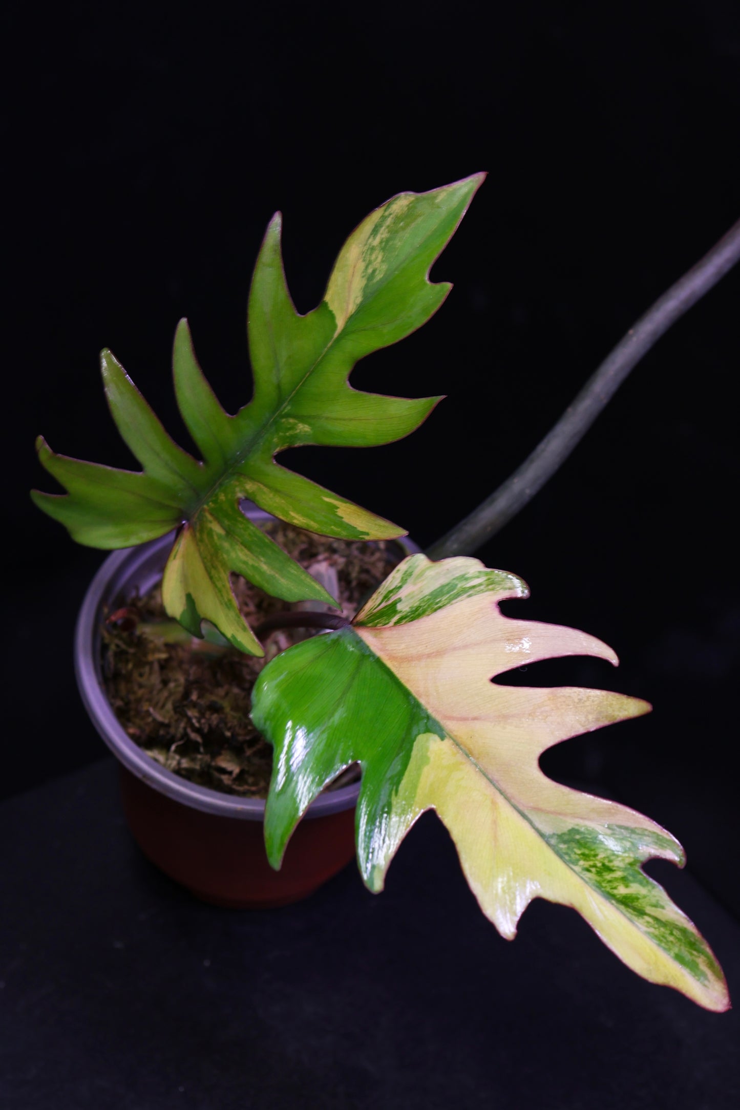 Philodendron Mayoi Variegated (0801)