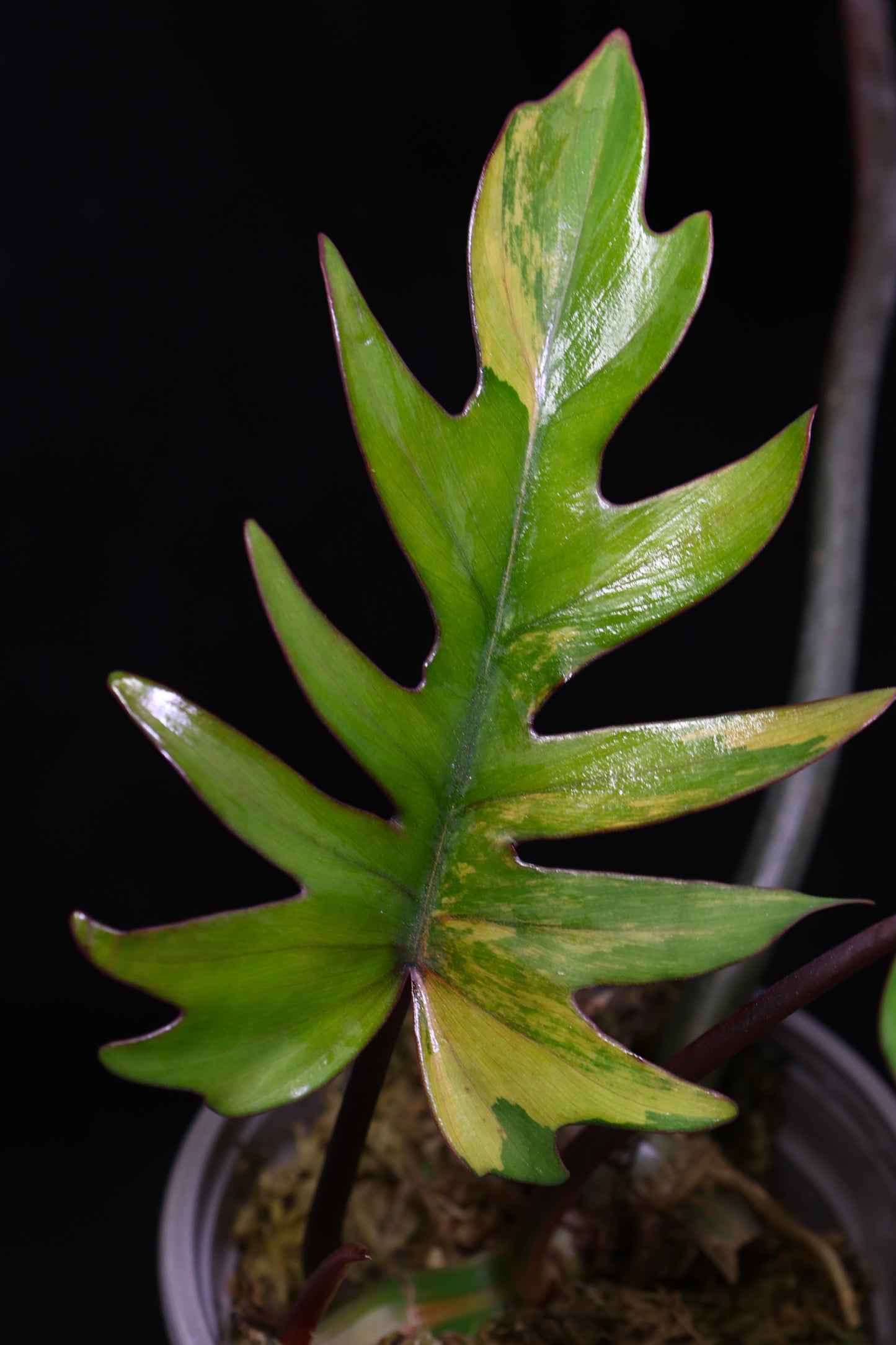 Philodendron Mayoi Variegated (0801)