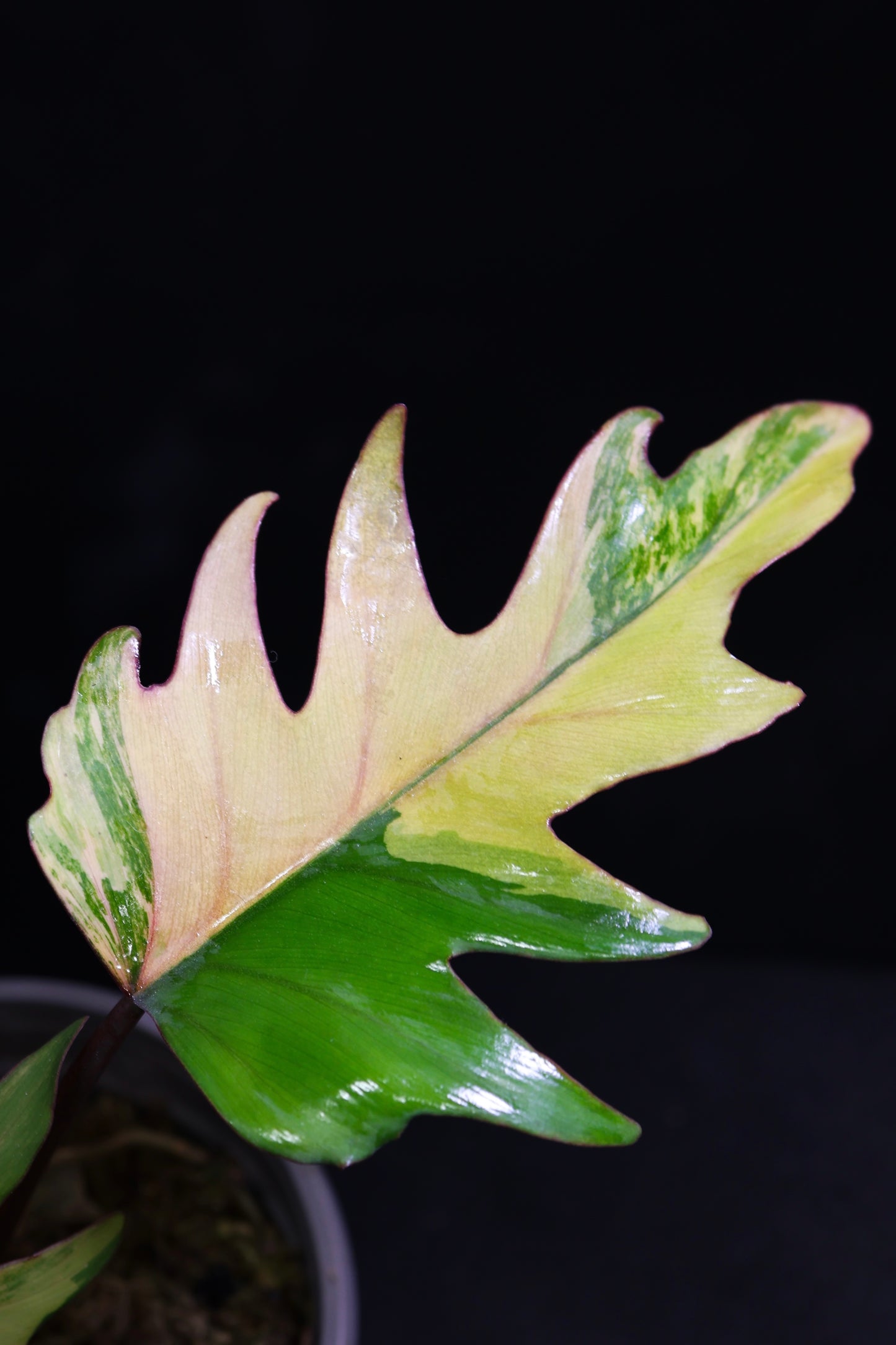 Philodendron Mayoi Variegated (0801)