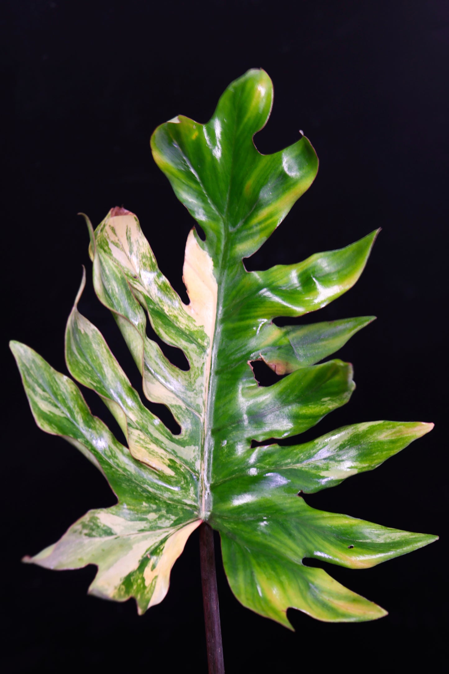 Philodendron Mayoi Variegated (0801)