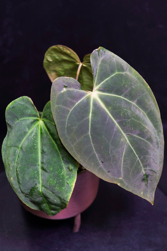 Anthurium Papillaminum X Carla (0808)