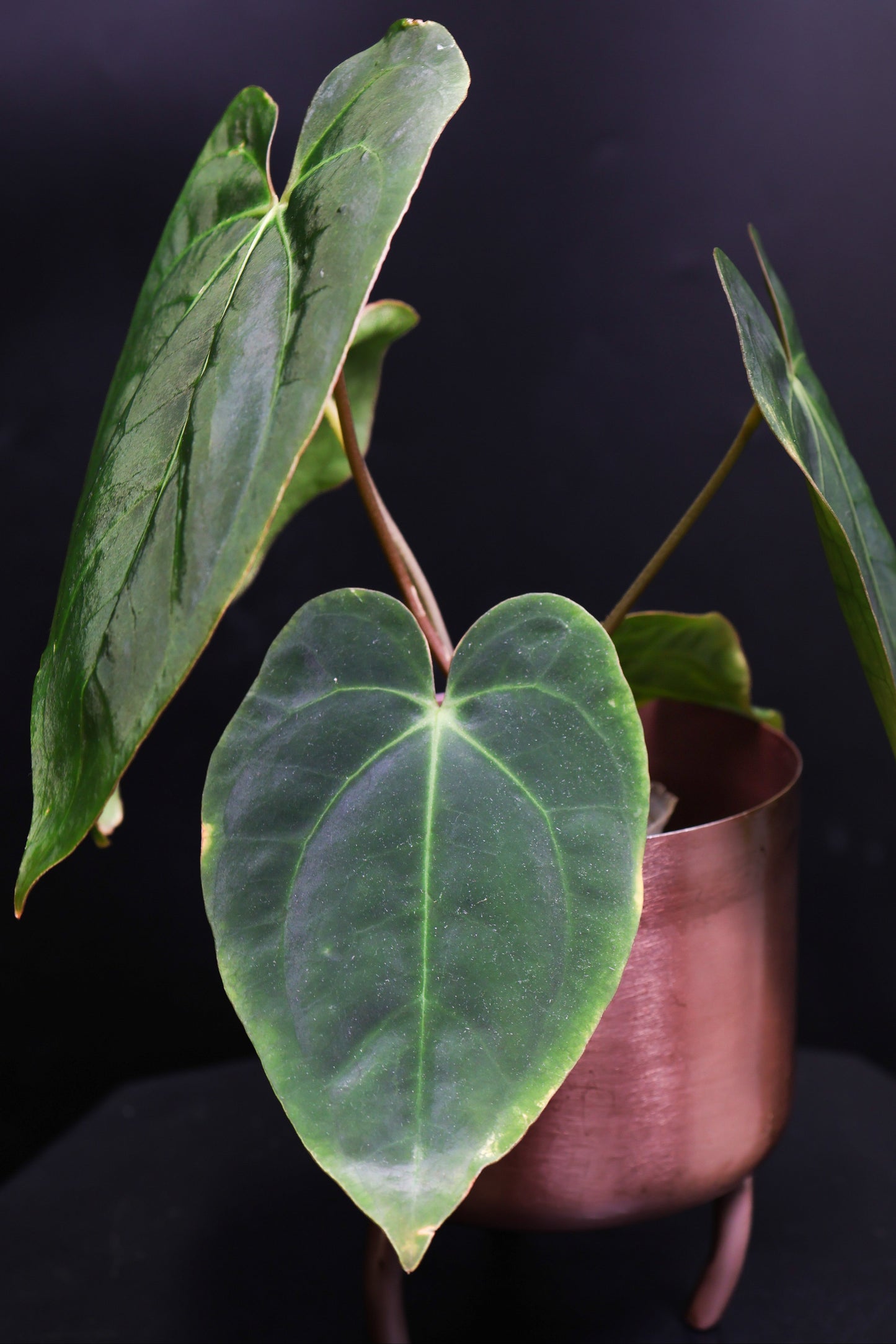 Anthurium Papillaminum X Carla (0808)