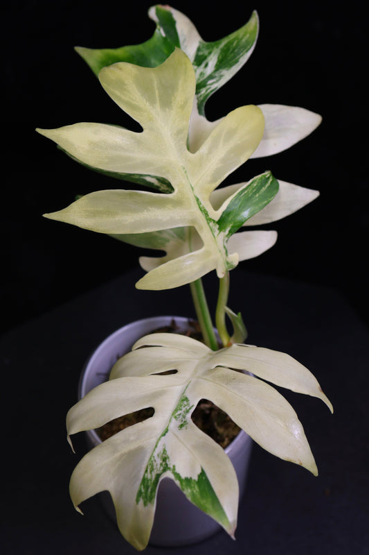 Philodendron Distantalobum Variegated (0802)