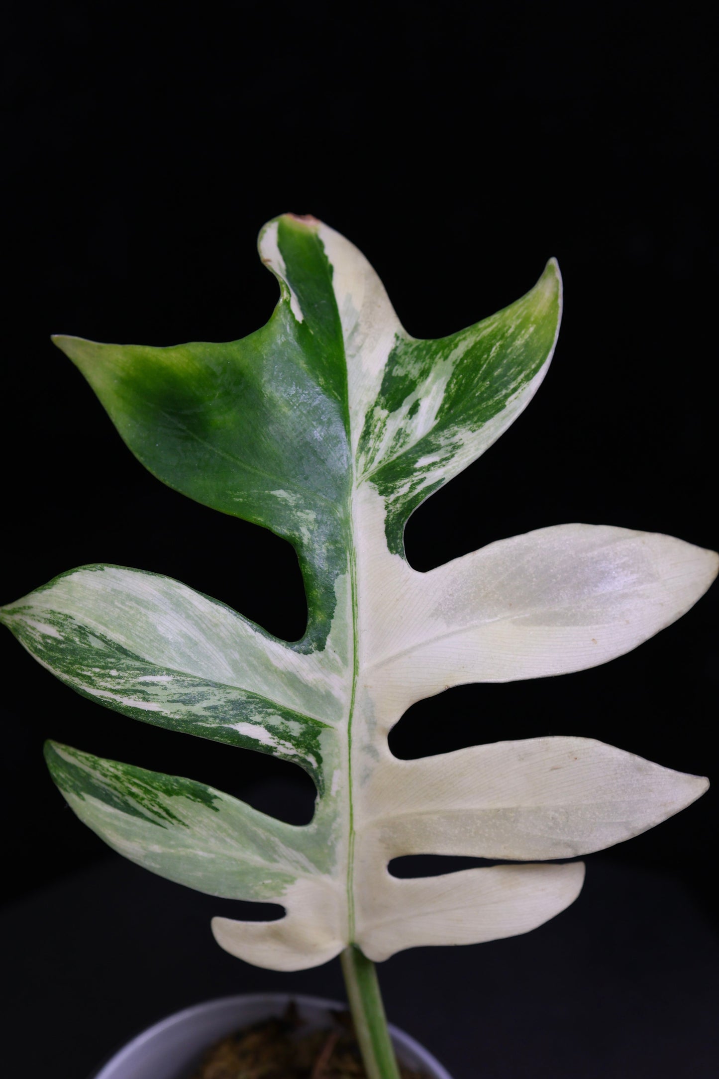 Philodendron Distantalobum Variegated (0802)