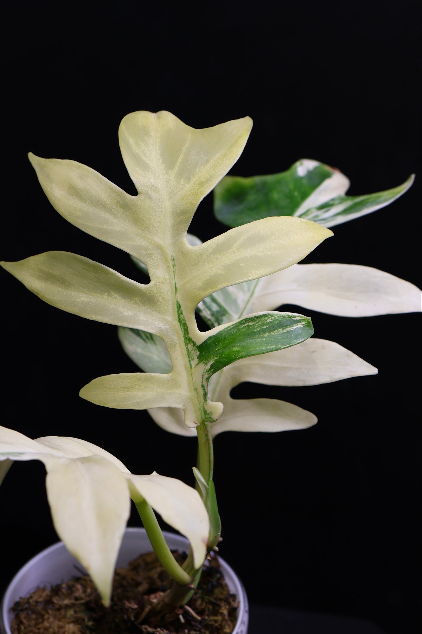 Philodendron Distantalobum Variegated (0802)