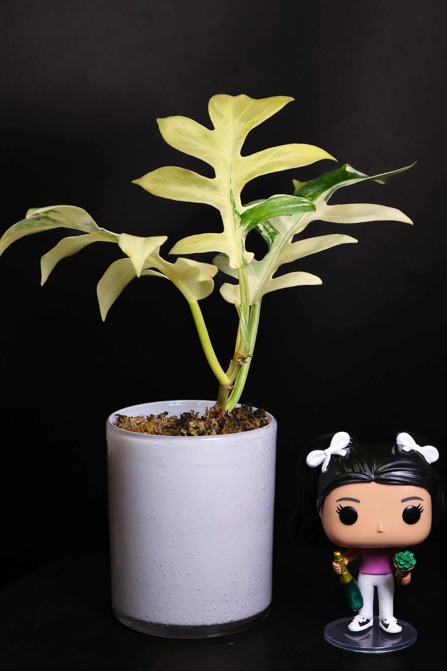 Philodendron Distantalobum Variegated (0802)