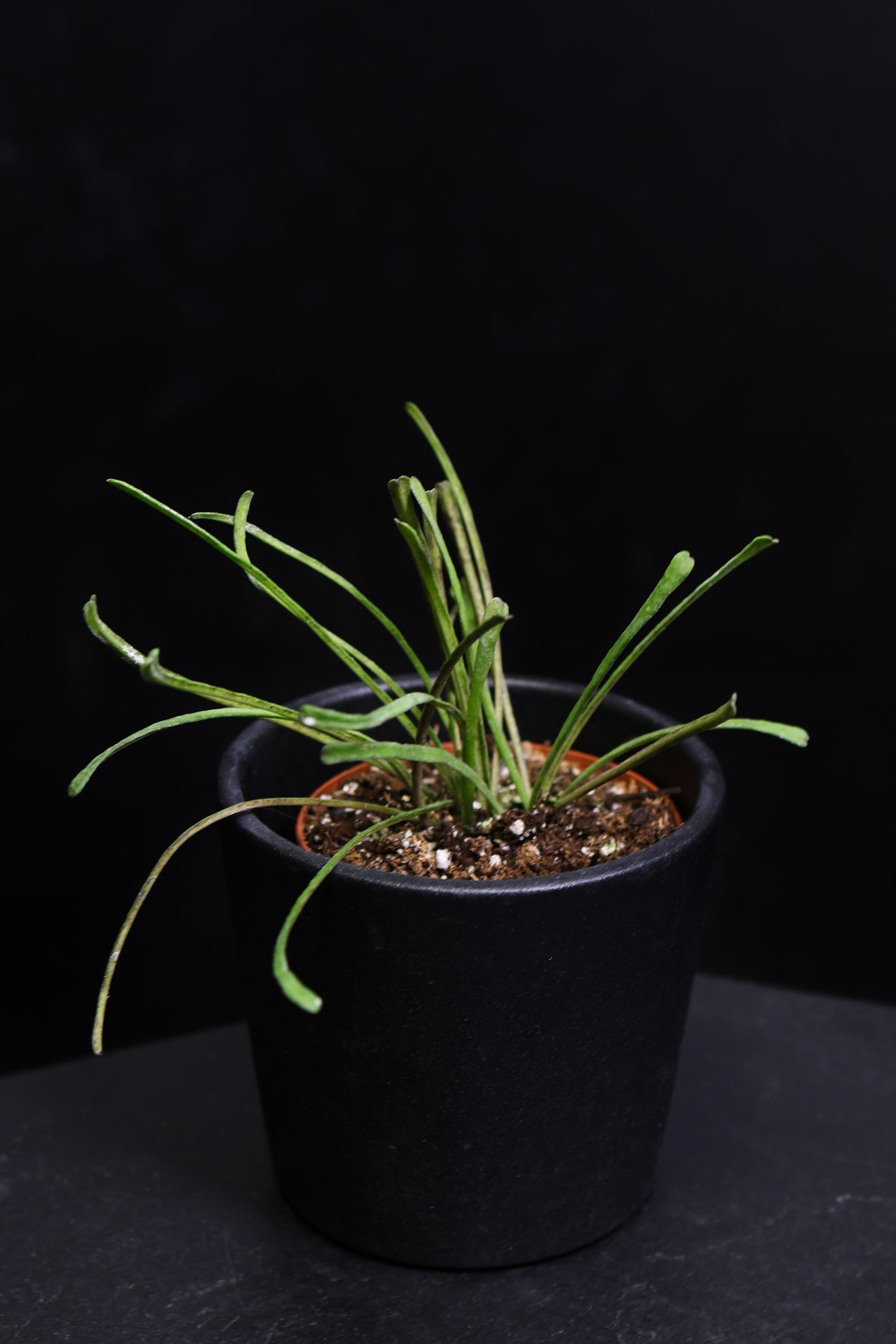 Hoya Retusa *Growers Choice* (0804)