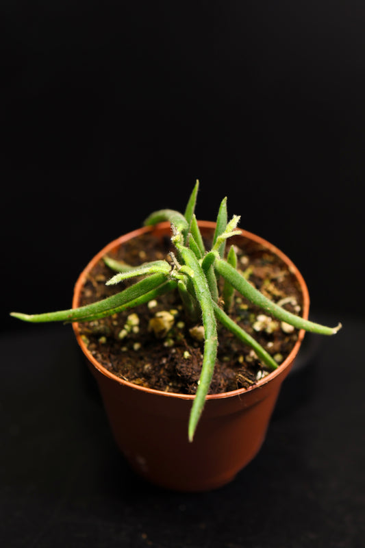 Hoya Linearis *Growers Choice* (0803)