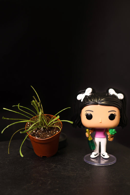 Hoya Retusa *Growers Choice* (0804)