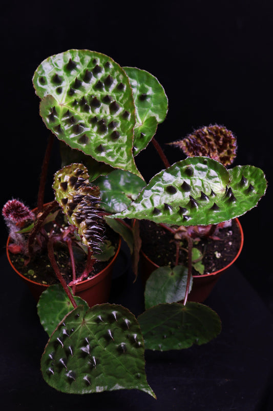 Begonia Ferox *Growers Choice* (0805)