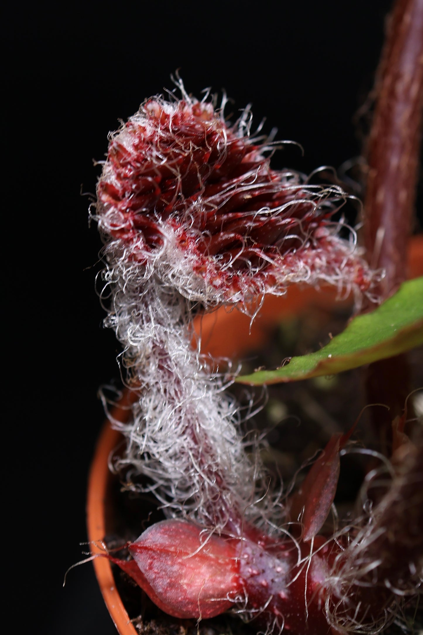 Begonia Ferox *Growers Choice* (0805)