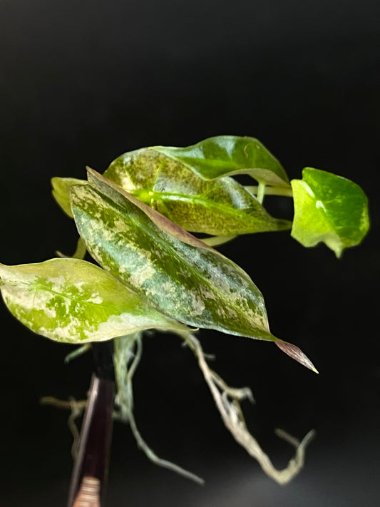 Alocasia Sanderiana Albo Tissue Culture (1105)