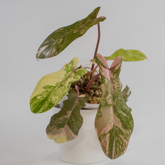 Philodendron 'Florida Beauty x Bobcee' Variegated (2204)