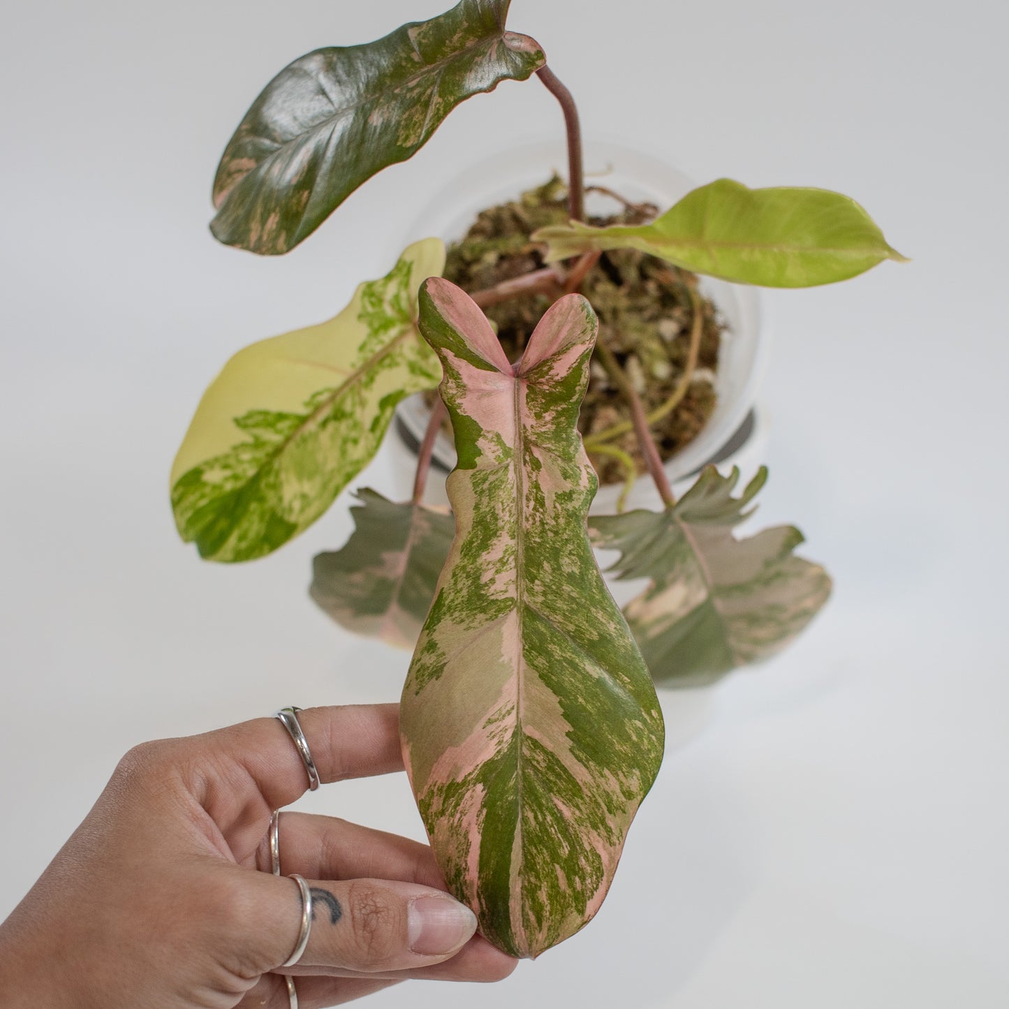 Philodendron 'Florida Beauty x Bobcee' Variegated (2204)