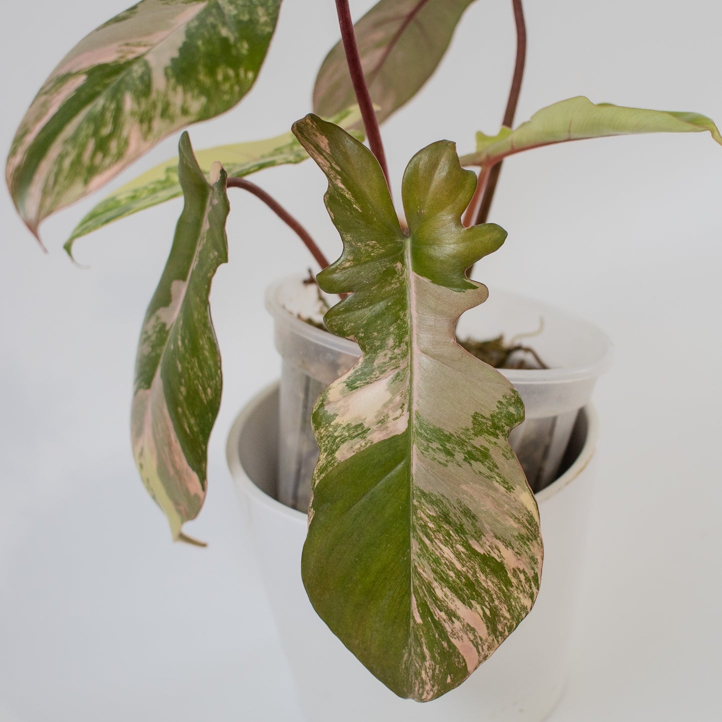 Philodendron 'Florida Beauty x Bobcee' Variegated (2204)