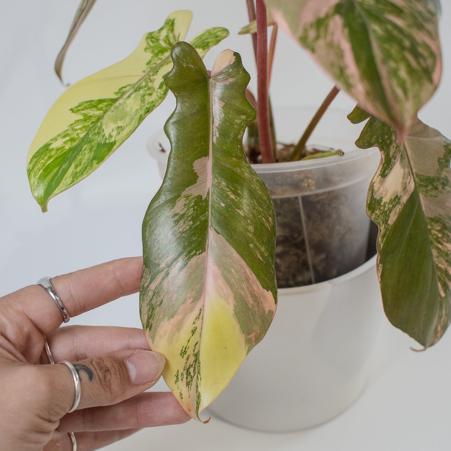 Philodendron 'Florida Beauty x Bobcee' Variegated (2204)