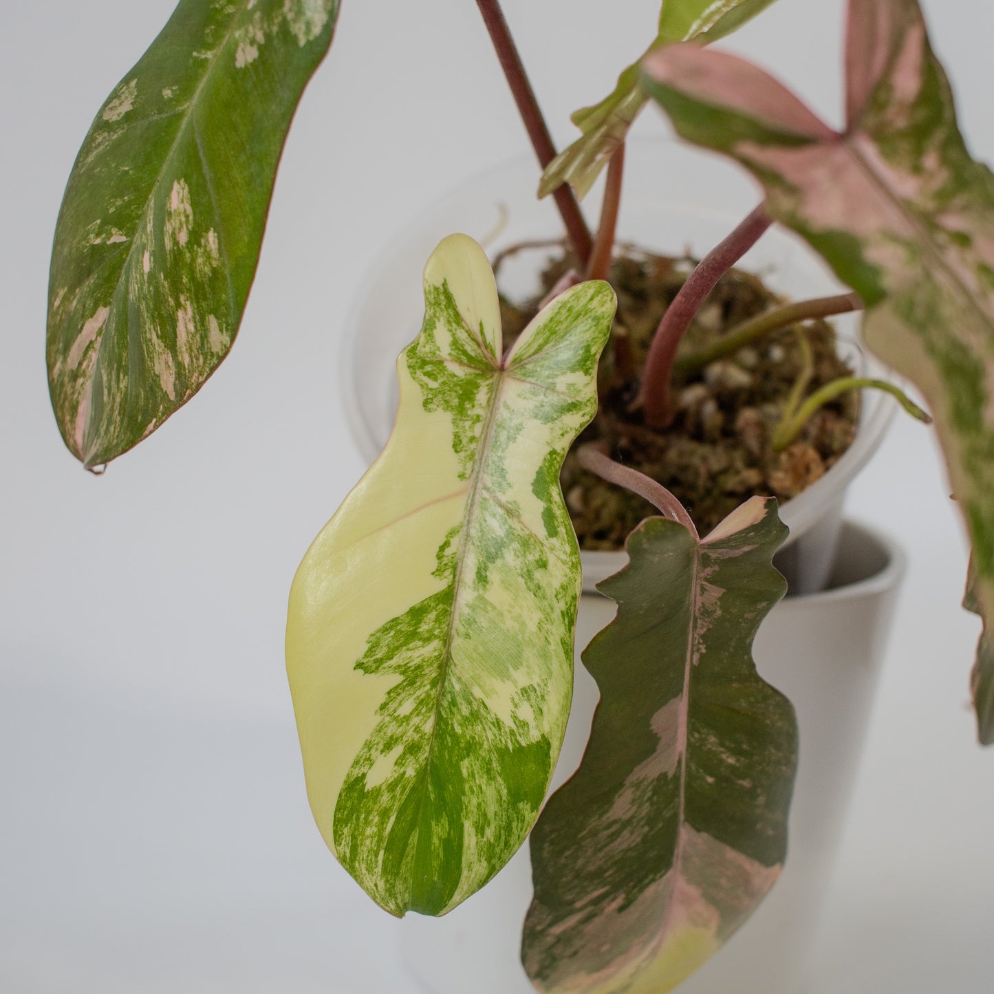 Philodendron 'Florida Beauty x Bobcee' Variegated (2204)