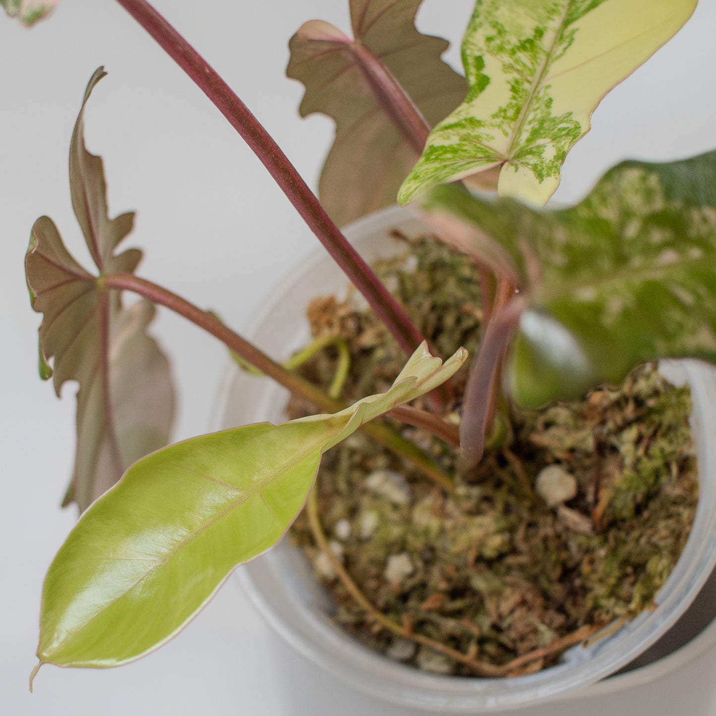Philodendron 'Florida Beauty x Bobcee' Variegated (2204)