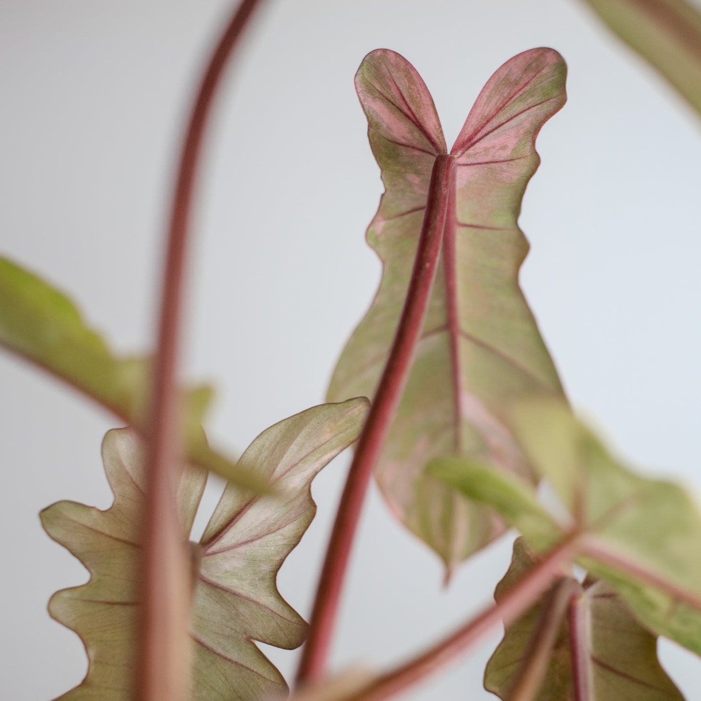 Philodendron 'Florida Beauty x Bobcee' Variegated (2204)