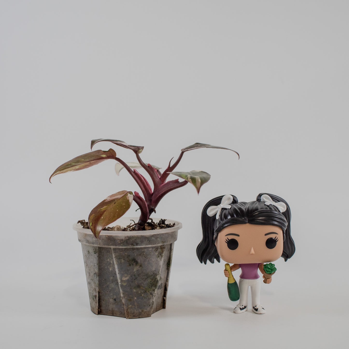 South American Philodendron Red Anderson Variegated (2206)