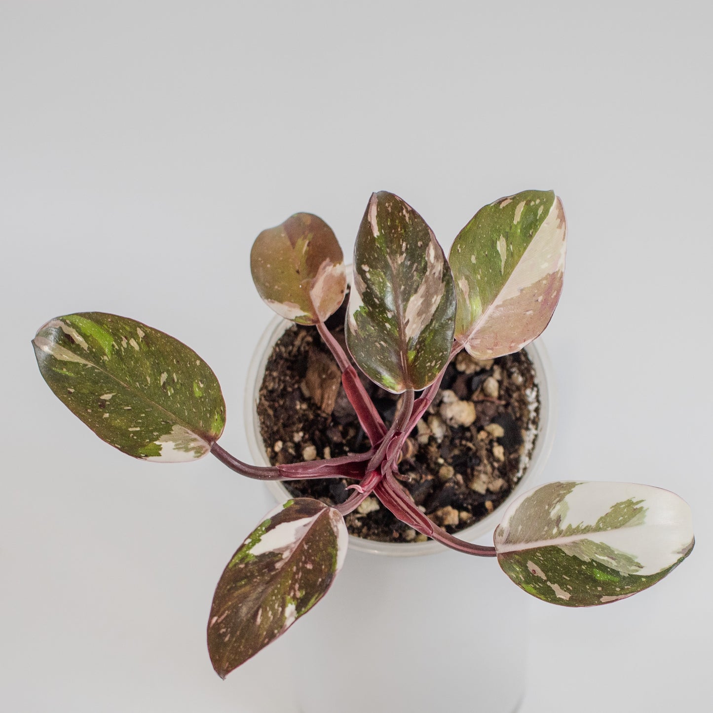 South American Philodendron Red Anderson Variegated (2206)