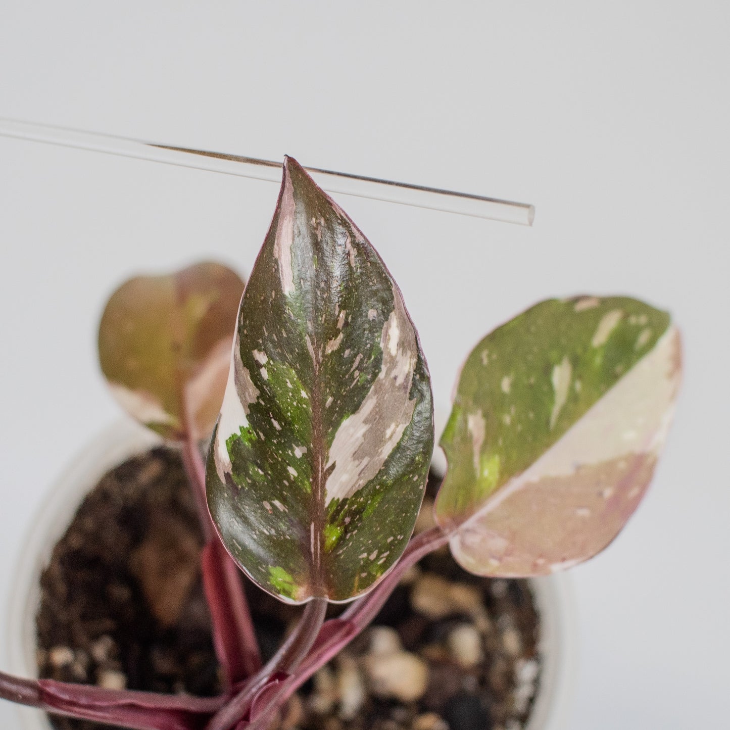 South American Philodendron Red Anderson Variegated (2206)