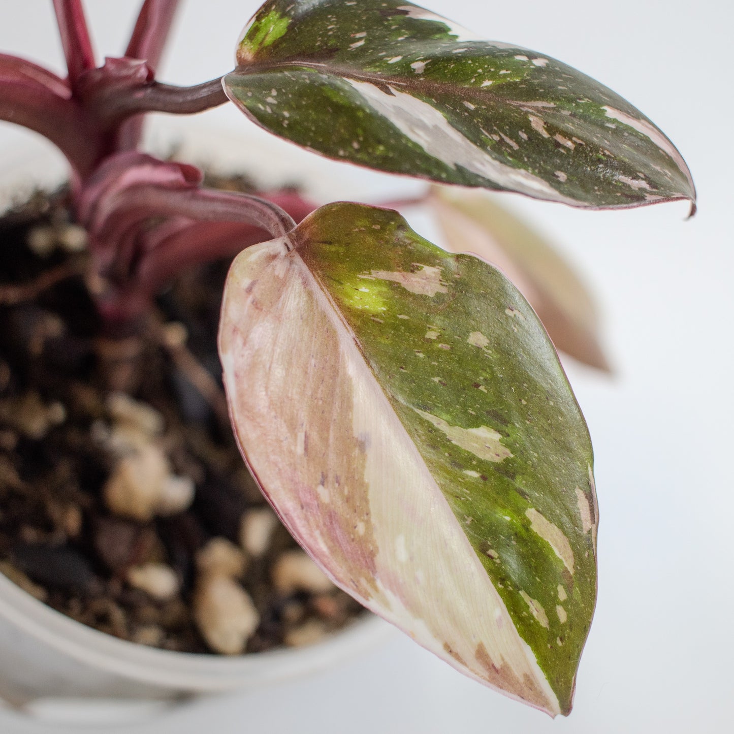 South American Philodendron Red Anderson Variegated (2206)