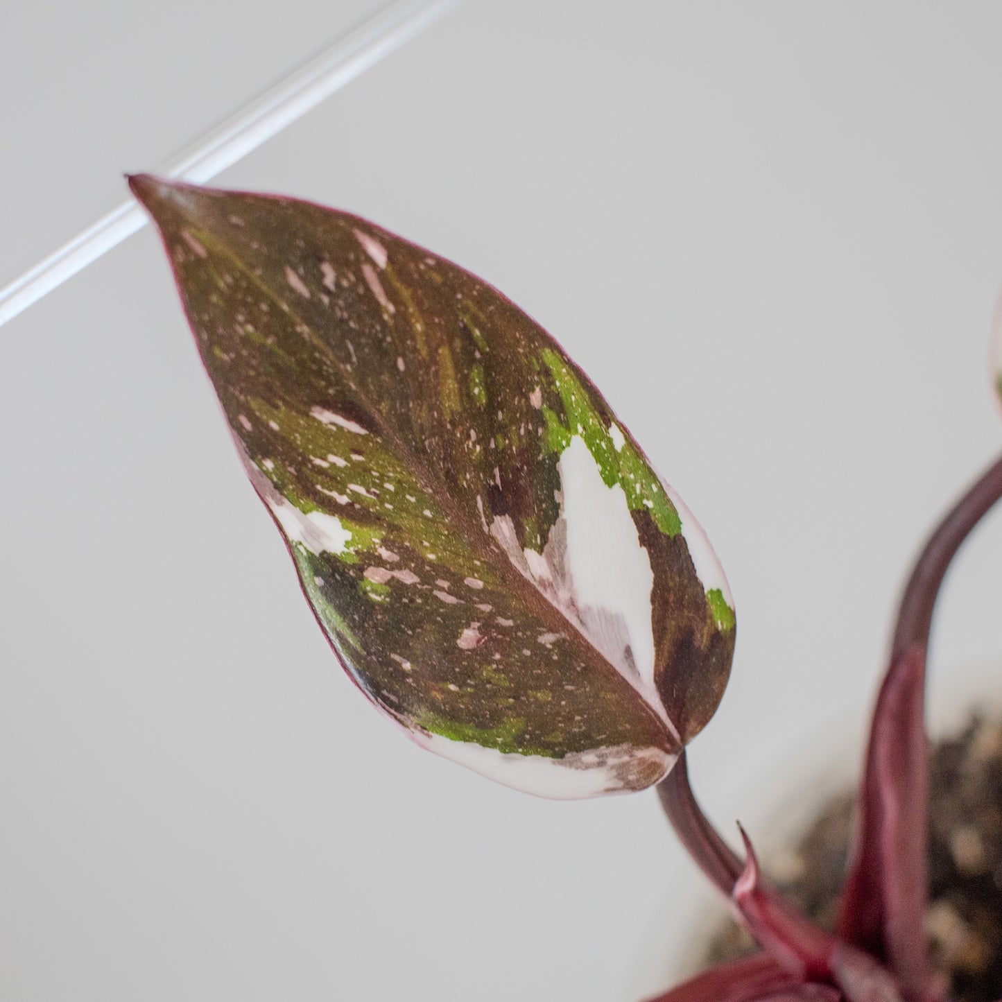 South American Philodendron Red Anderson Variegated (2206)