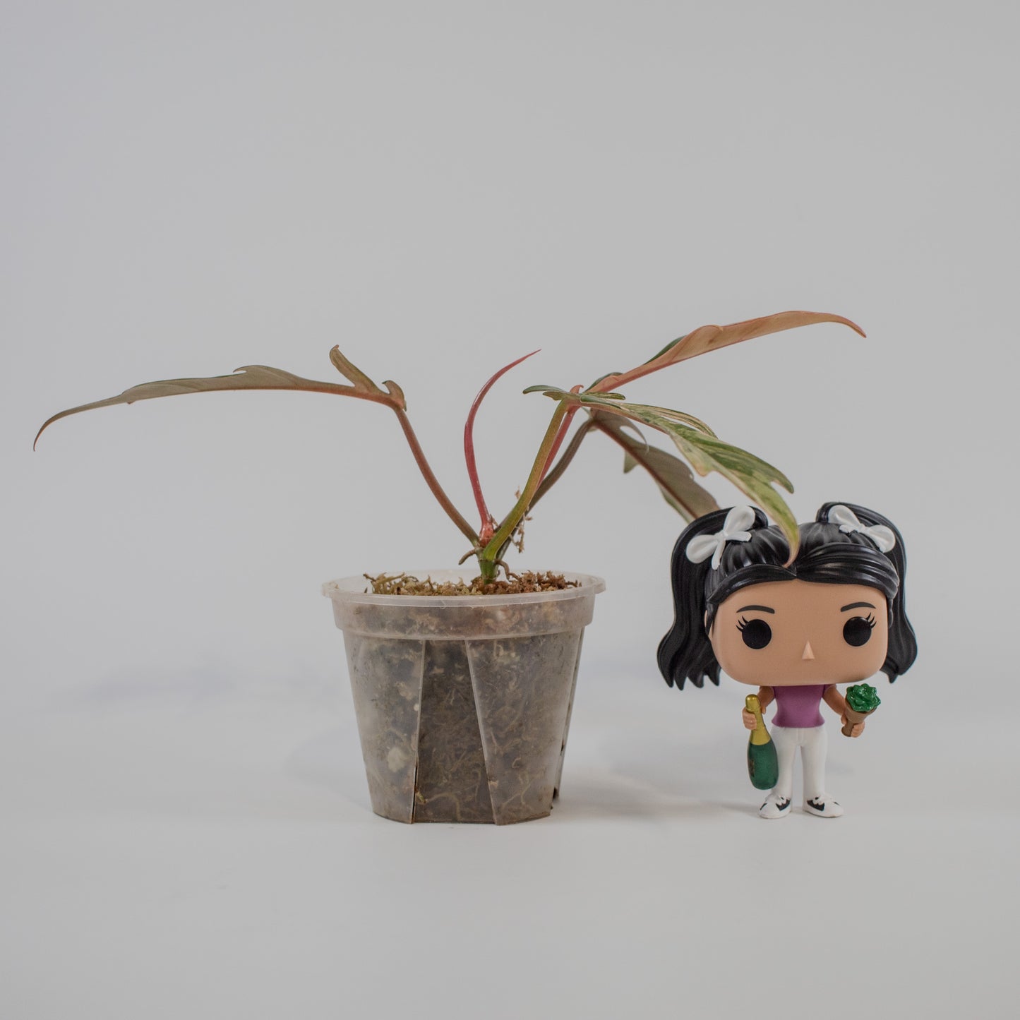 Philodendron Florida Beauty x Tortum Aurea Variegated (2208)