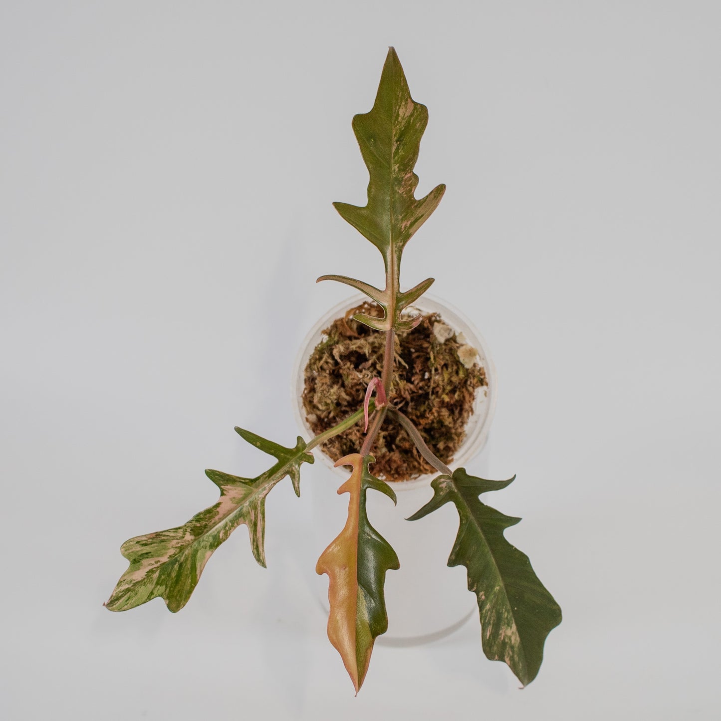 Philodendron Florida Beauty x Tortum Aurea Variegated (2208)