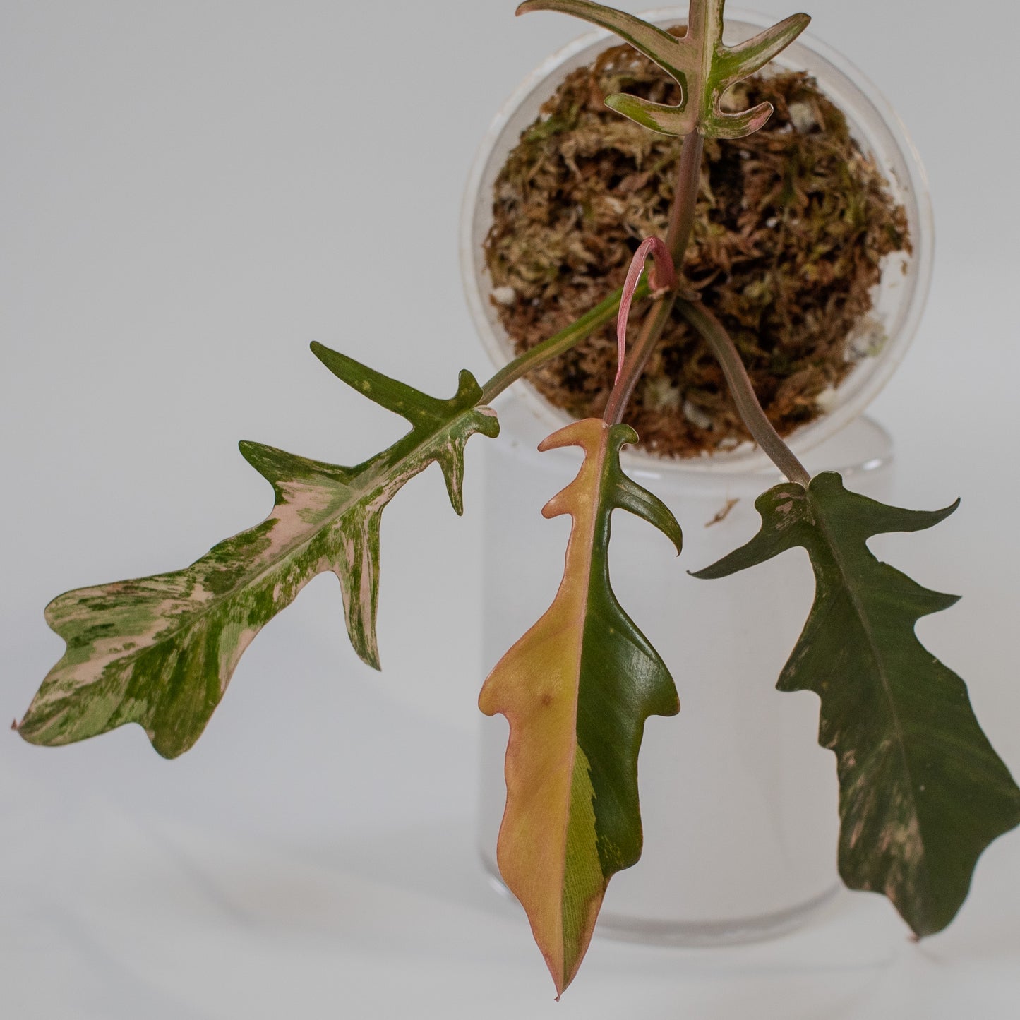 Philodendron Florida Beauty x Tortum Aurea Variegated (2208)