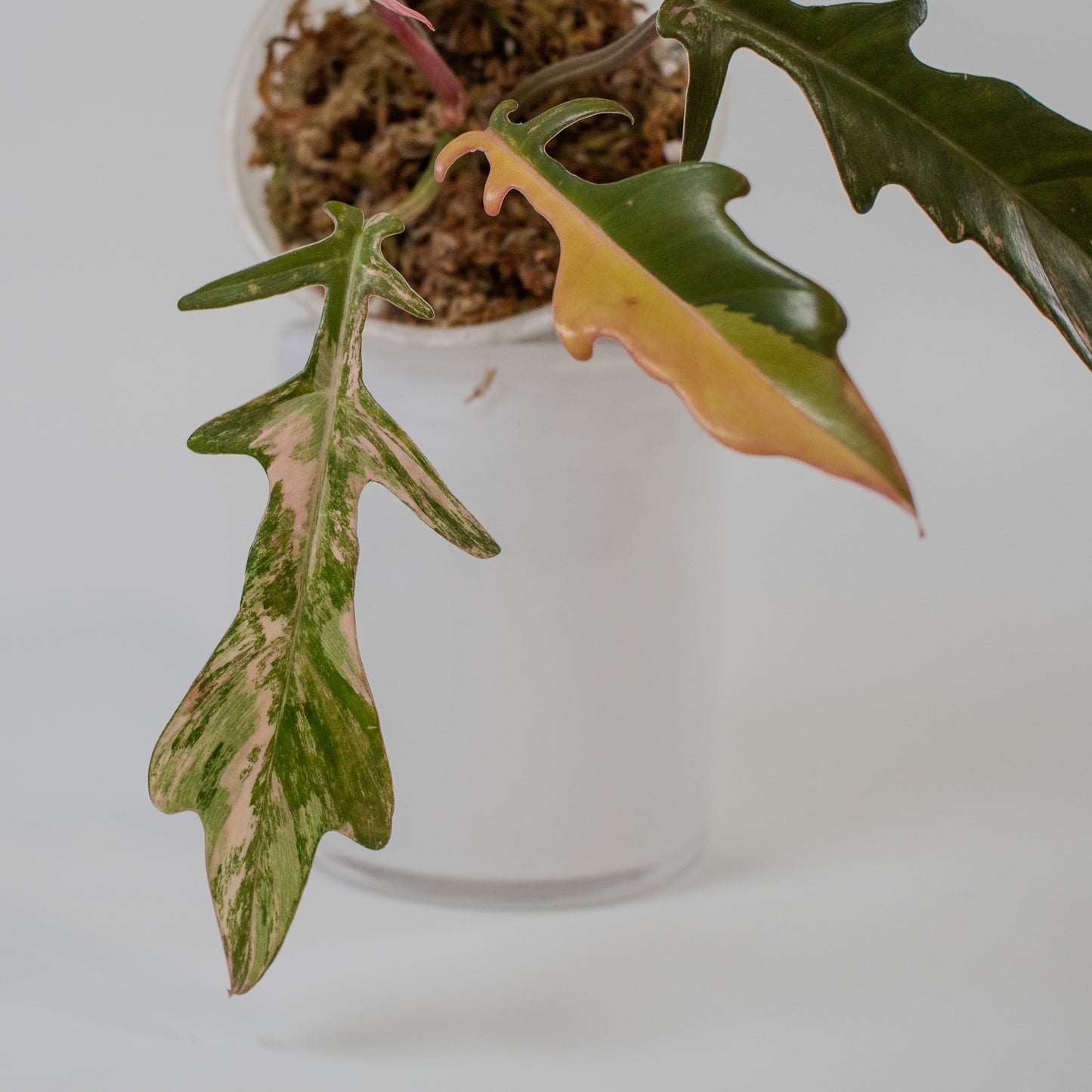Philodendron Florida Beauty x Tortum Aurea Variegated (2208)