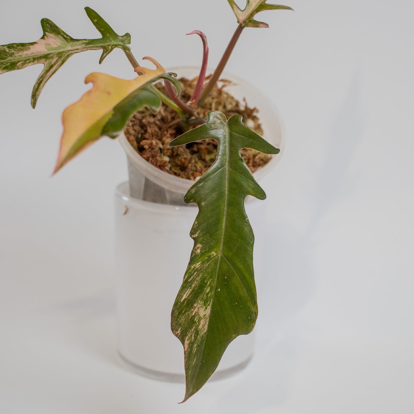 Philodendron Florida Beauty x Tortum Aurea Variegated (2208)