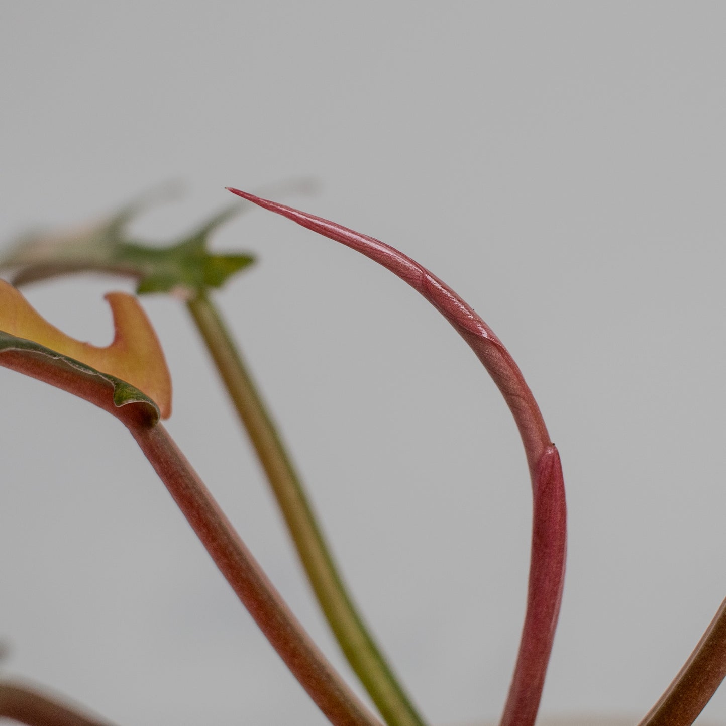 Philodendron Florida Beauty x Tortum Aurea Variegated (2208)