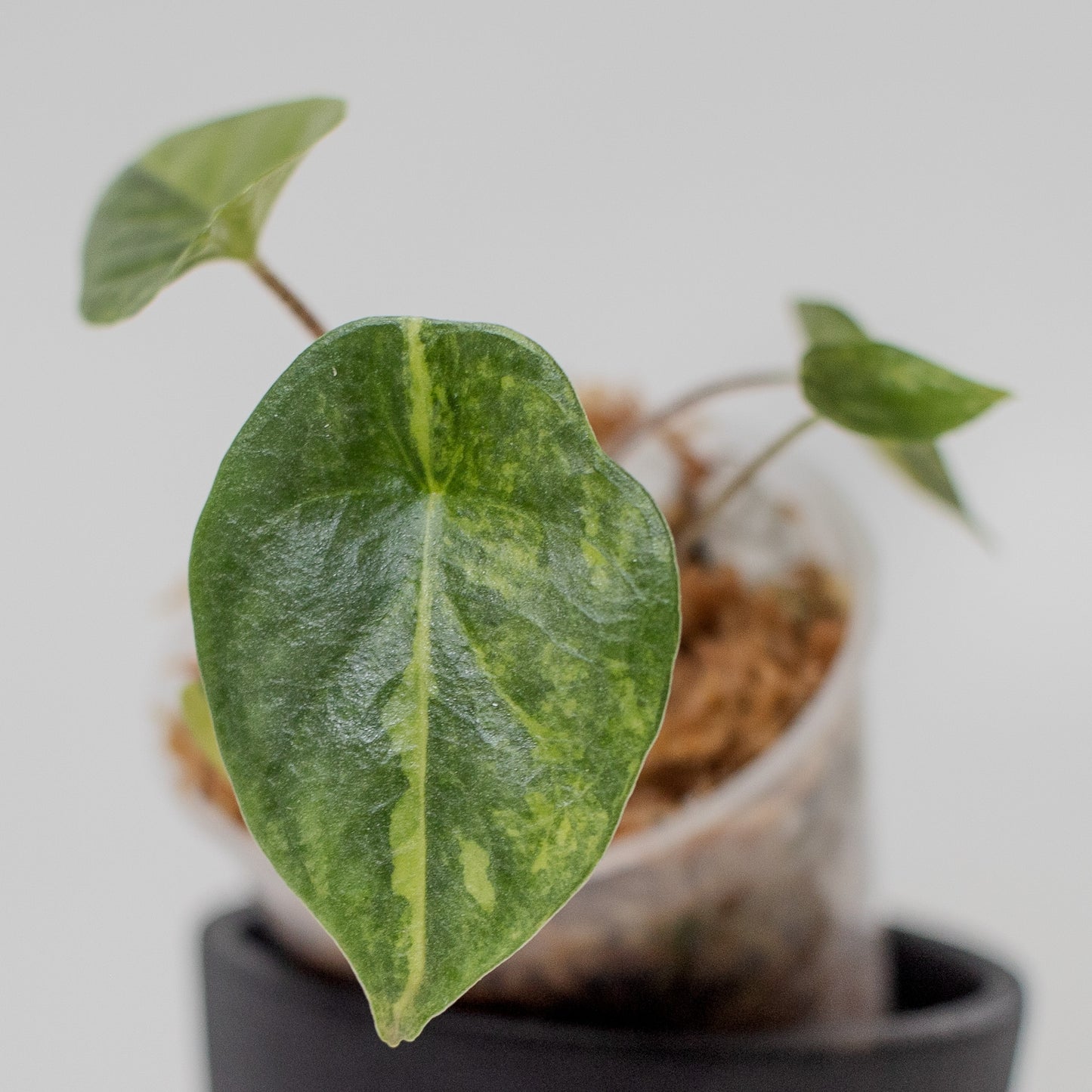 Alocasia Heterophylla 'Metallic Blue' Aurea Variegated (2209)