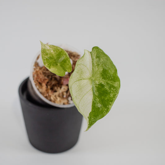 Alocasia 'Nairobi Nights' Variegated (2213)